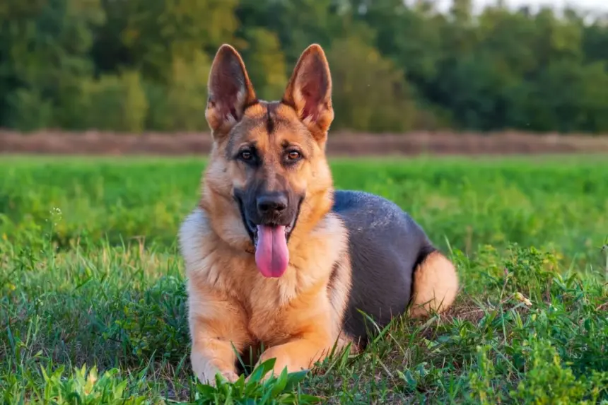 Cão de guarda: 10 melhores nomes para cachorros protetores Cão de guarda: 10 melhores nomes para cachorros protetores