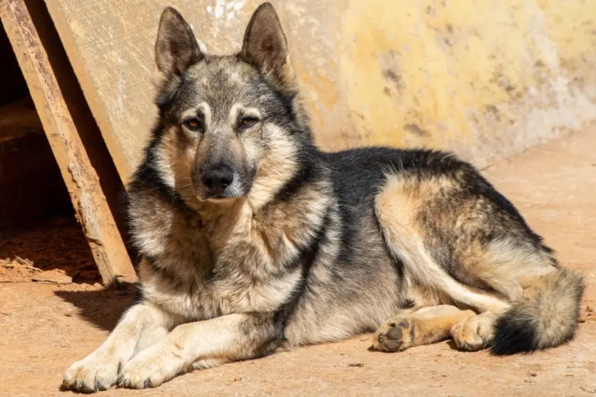 Pastor da Mantiqueira: conheça raça de cachorro que se destaca pela inteligência Pastor da Mantiqueira: conheça raça de cachorro que se destaca pela inteligência