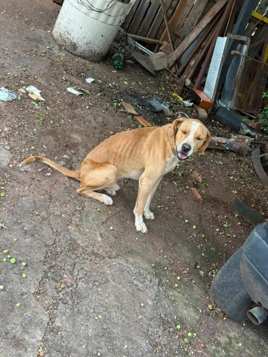 Polícia Civil prende tutor que mantinha cachorros sem água e comida, em Jataí – Policia Civil do Estado de Goiás