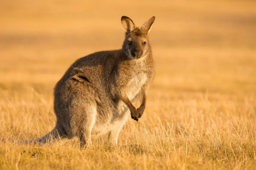 Cangurus: 7 curiosidades interessantes sobre esses animais Cangurus: 7 curiosidades interessantes sobre esses animais