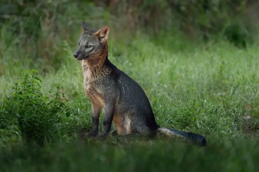Cachorro-do-mato: conheça esse animal silvestre da América do Sul Cachorro-do-mato: conheça esse animal silvestre da América do Sul