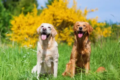Cachorros de grande porte: 7 curiosidades que você precisa conhecer
