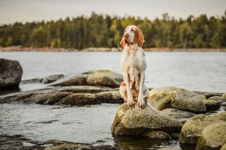 7 raças de cachorro italianas e suas principais características 