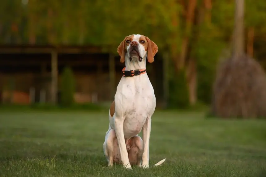 4 características do cachorro da raça pointer inglês 