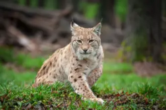 Bichanos parecidos: 10 semelhanças entre gatos domésticos e felinos selvagens 