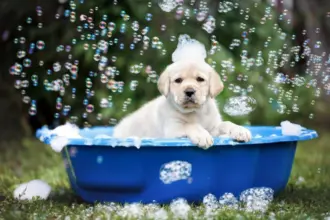 10 cuidados importantes no primeiro banho do cachorro filhote 