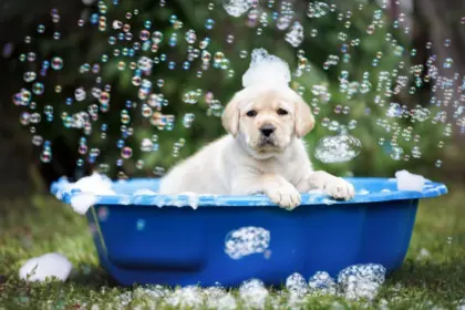 10 cuidados importantes no primeiro banho do cachorro filhote 