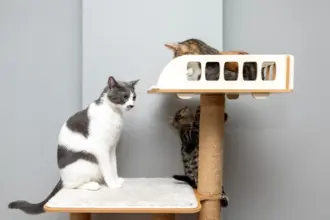 Como enriquecer o ambiente do seu gato: 6 ideias que ele vai adorar