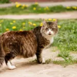 Gestação de gata: confira cada etapa e os cuidados necessários 