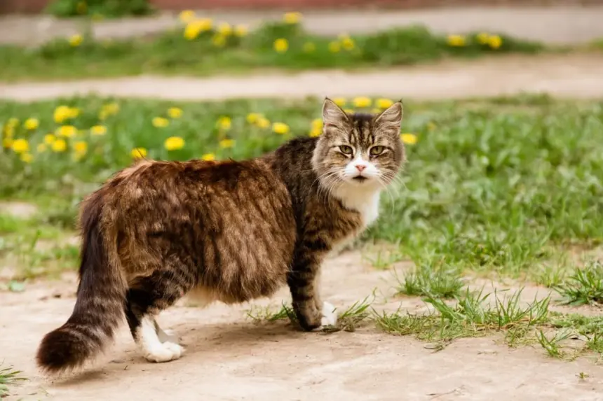 Gestação de gata: confira cada etapa e os cuidados necessários Gestação de gata: confira cada etapa e os cuidados necessários