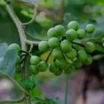 6 benefícios da planta jurubeba para a saúde