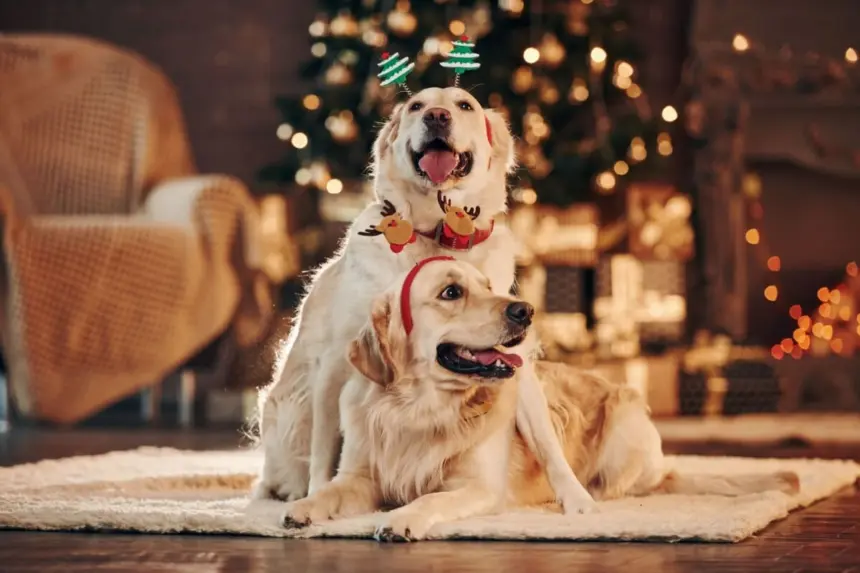 10 dicas para incluir o pet nas celebrações de Natal em família 10 dicas para incluir o pet nas celebrações de Natal em família