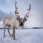 Símbolo de Natal: 7 curiosidades incríveis sobre as renas 