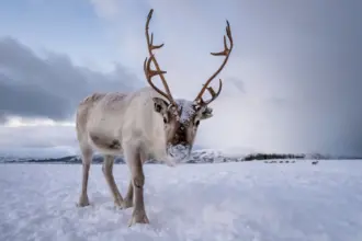 Símbolo de Natal: 7 curiosidades incríveis sobre as renas 