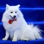 4 características do cachorro da raça volpino italiano 