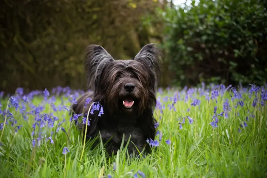4 características do cachorro da raça skye terrier 4 características do cachorro da raça skye terrier