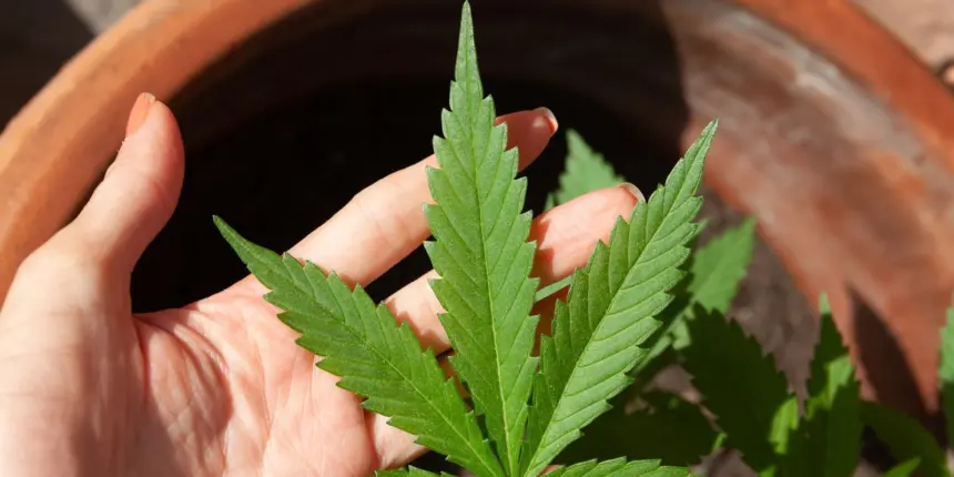 Anvisa discute nesta quarta regras para a produção de cannabis no país Anvisa discute nesta quarta regras para a produção de cannabis no país
