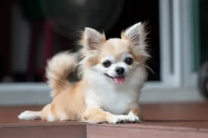 7 curiosidades sobre os cachorros de pequeno porte 