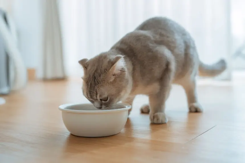 7 mitos comuns sobre alimentação para cães e gatos 7 mitos comuns sobre alimentação para cães e gatos