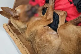 Polícia Civil prende homem por maus-tratos que resultaram na morte de cadela