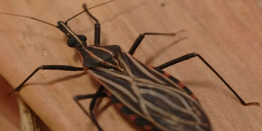Ananindeua, no Pará, tem surto de casos da doença de Chagas Ananindeua, no Pará, tem surto de casos da doença de Chagas