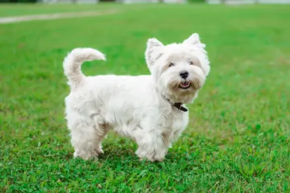 Dose de fofura: 7 raças de cachorro pequenas e brancas