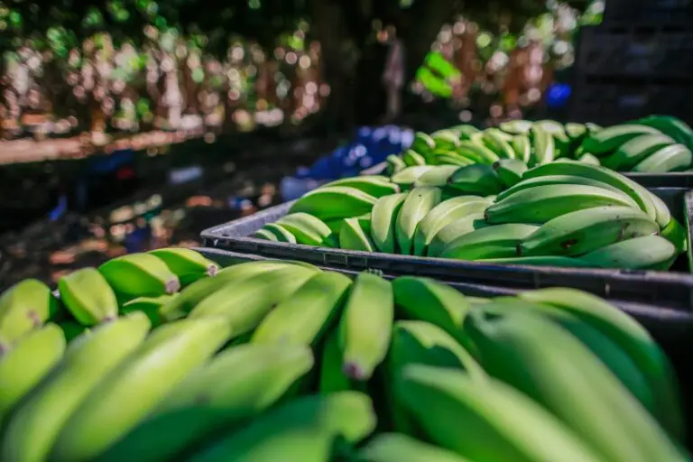 Agrodefesa orienta produtores sobre transporte interestadual de banana Agrodefesa orienta produtores sobre transporte interestadual de banana