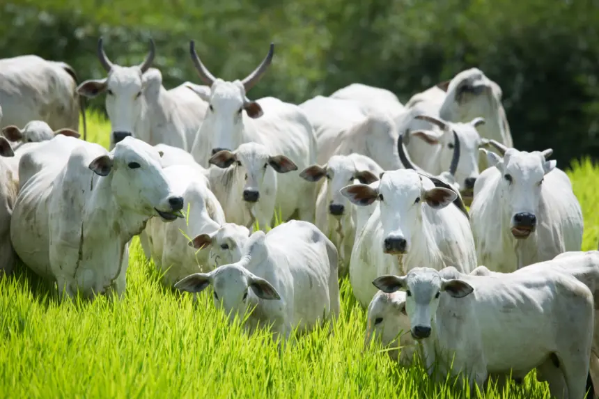 Semana de Combate e Prevenção à Brucelose Bovina começa dia 25 Semana de Combate e Prevenção à Brucelose Bovina começa dia 25