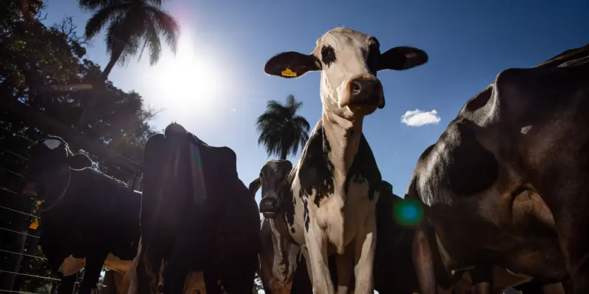 União Europeia oficializa veto a carne brasileira a partir de setembro União Europeia oficializa veto a carne brasileira a partir de setembro