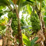Anápolis lidera produção de banana em Goiás segundo dados do IBGE