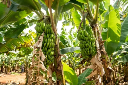 Anápolis lidera produção de banana em Goiás segundo dados do IBGE