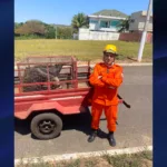 Bombeiros Goianésia atendem 14 ocorrências em 24 horas e resgatam dois tamanduás