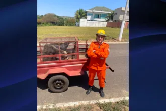 Bombeiros Goianésia atendem 14 ocorrências em 24 horas e resgatam dois tamanduás