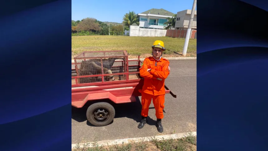 Bombeiros Goianésia atendem 14 ocorrências em 24 horas e resgatam dois tamanduás Bombeiros Goianésia atendem 14 ocorrências em 24 horas e resgatam dois tamanduás