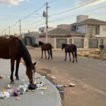 Cavalos e vacas causam transtornos e riscos em bairro de Anápolis
