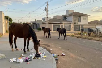 Cavalos e vacas causam transtornos e riscos em bairro de Anápolis