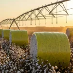 Mudança territorial altera liderança nacional na produção agrícola brasileira