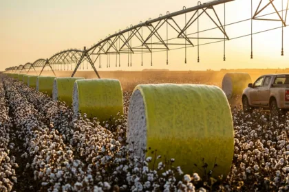 Mudança territorial altera liderança nacional na produção agrícola brasileira