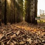Produção florestal brasileira atinge recorde histórico de R$ 47,9 bilhões em 2025