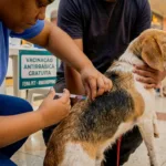 Anashopping sedia Feira Pet com vacinação, adoção e brindes neste sábado (17)