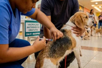 Anashopping sedia Feira Pet com vacinação, adoção e brindes neste sábado (17)