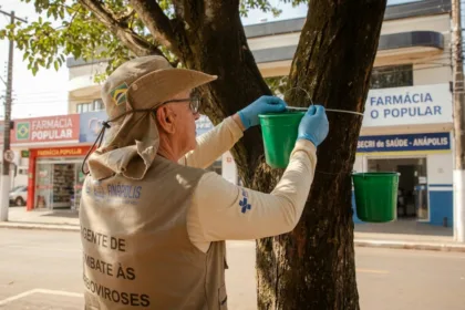 Baldinhos verdes surgem em árvores e ruas de Anápolis para combater arboviroses