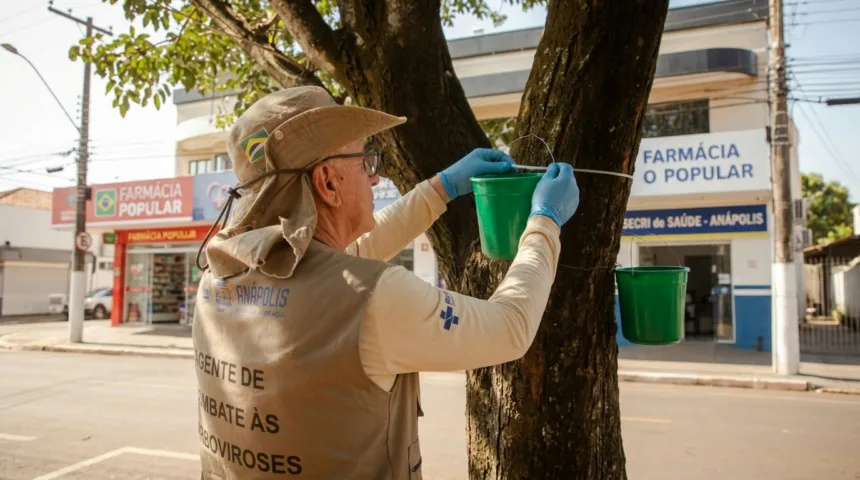 Baldinhos verdes surgem em árvores e ruas de Anápolis para combater arboviroses