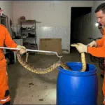 Bombeiros Goianésia capturam cobra de cerca de dois metros dentro de garagem