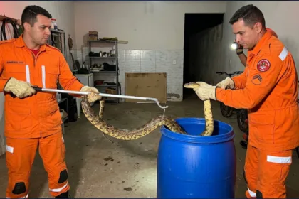 Bombeiros Goianésia capturam cobra de cerca de dois metros dentro de garagem