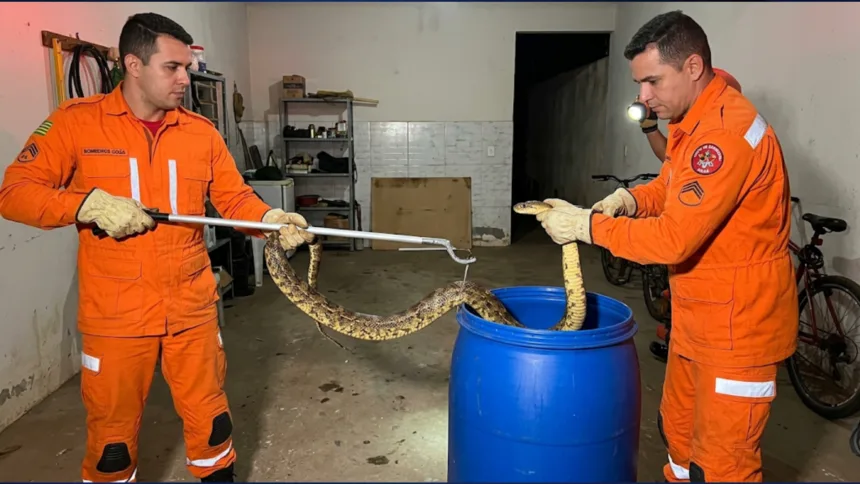 Bombeiros Goianésia capturam cobra de cerca de dois metros dentro de garagem Bombeiros Goianésia capturam cobra de cerca de dois metros dentro de garagem