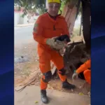 Bombeiros Goianésia resgatam cachorro que caiu em cisterna