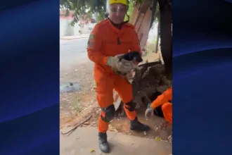 Bombeiros Goianésia resgatam cachorro que caiu em cisterna