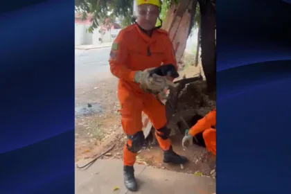 Bombeiros Goianésia resgatam cachorro que caiu em cisterna