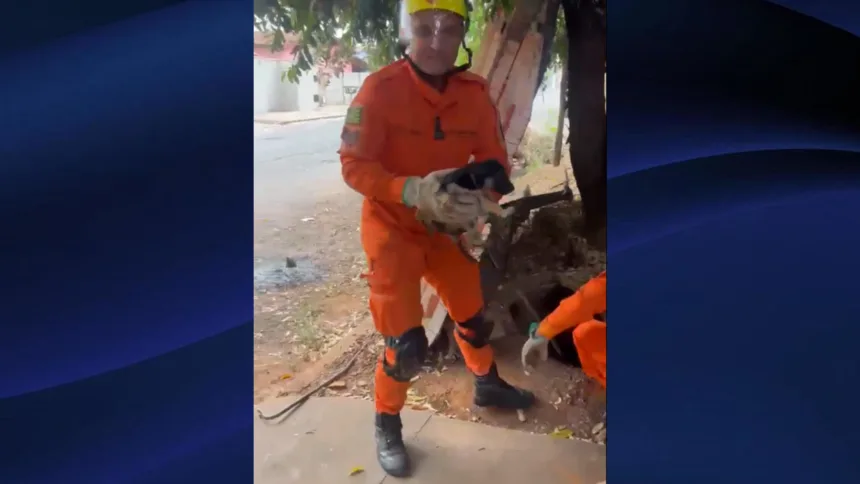 Bombeiros Goianésia resgatam cachorro que caiu em cisterna Bombeiros Goianésia resgatam cachorro que caiu em cisterna